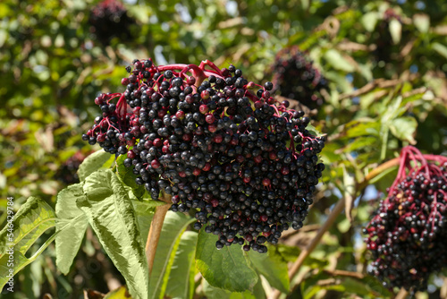 Tasty elderberries (Sambucus) growing on bush outdoors