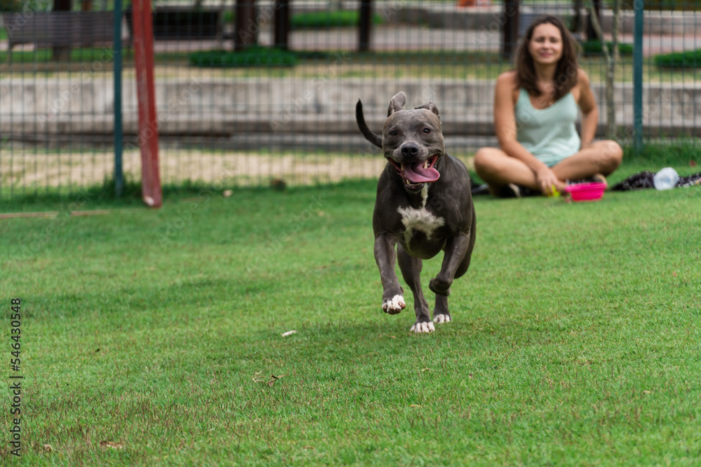 Blue nose Pit bull dog playing and having fun in the park. Grassy floor, agility ramp, ball. Selective focus. Dog park Blue nose Pit bull dog playing and having fun in the park. Grassy floor, agility ramp, ball. Selective focus. Dog park