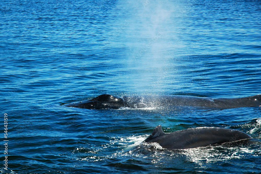 Naklejka premium Two humpback whales break the surface of the ocean and spray water through their spouts