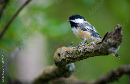 Black-capped chickadee bird on branch and green foliage background.
