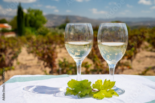 Tasting of white wine on vineyards of Cyprus. Wine production on Cyprus, tourists wine route.