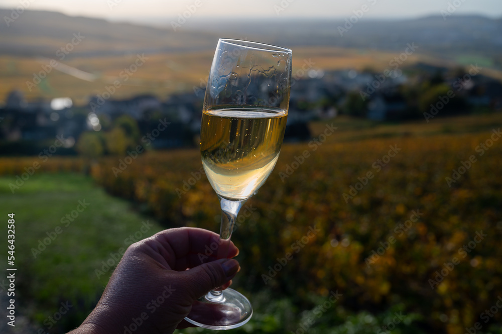 Tasting of premier cru sparkling white wine with bubbles champagne on outdoor terrace with view on colorful vineyards in Hautvillers in October, near Epernay, France