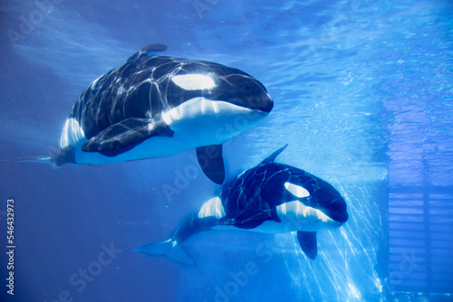 Wallpaper Mural 遊泳するシャチ Torontodigital.ca