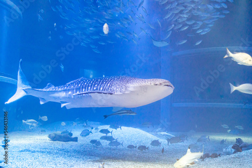 Wallpaper Mural 海遊するジンベイザメ Torontodigital.ca