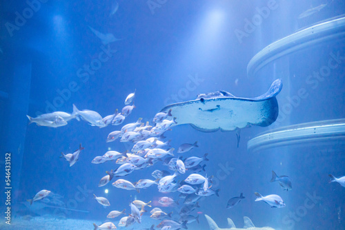 Wallpaper Mural 魚の群れとエイ Torontodigital.ca