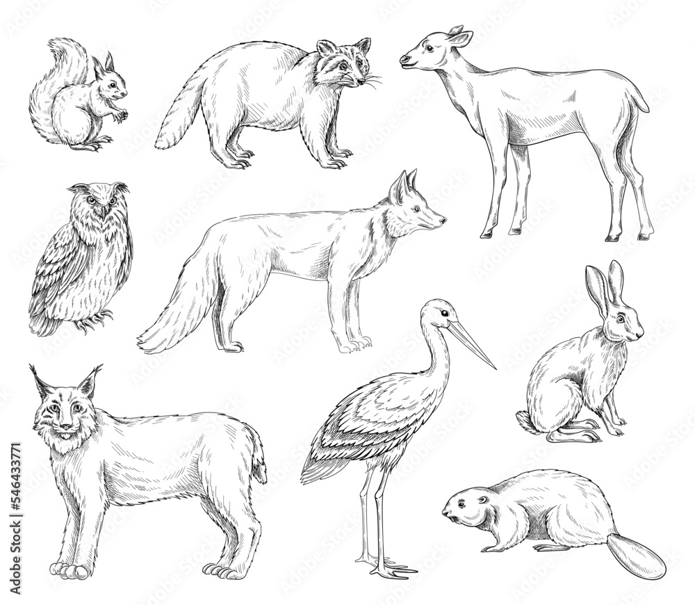 Animals of Europe set. Simple sketches with raccoon, fox, lynx, rabbit, squirrel, heron, owl and beaver. Forest or wild mammals and birds. Cartoon linear vector collection isolated on white background