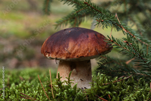 Beautiful porcini mushroom growing in forest near spruce tree, closeup