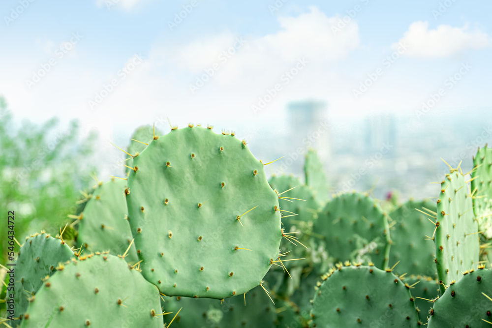 Beautiful view of cactuses with thorns under cloudy sky, closeup Beautiful view of cactuses with thorns under cloudy sky, closeup