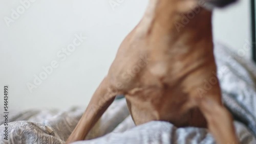 A beautiful purebred miniature pinscher lies in a blanket on a bed and looking attentively to the side jumps to the floor, close-up view from below in slow motion with depth of field. Pets lifestyle c photo