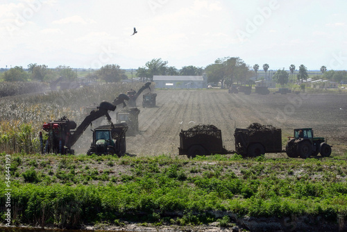 Harvesters taking in the sugar cane