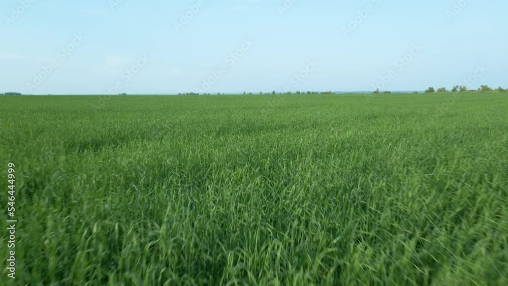 Air. Meadow field in windy weather.The breeze and wind shakes the ears of wheat and grain plants in the field.Waving grass stalks in the wind. Agricultural land and farmland.Shiny from the wind wheat Air. Meadow field in windy weather.The breeze and wind shakes the ears of wheat and grain plants in the field.Waving grass stalks in the wind. Agricultural land and farmland.Shiny from the wind wheat
