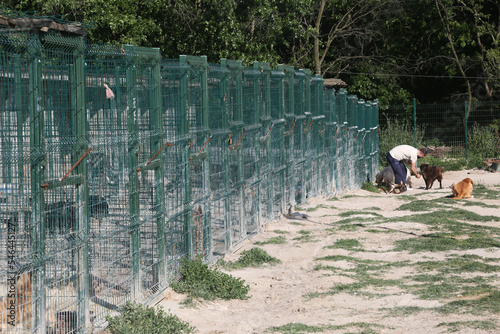 Canvas Print Animal lover man feeds the dogs at the animal shelter in Istanbul, Turkey