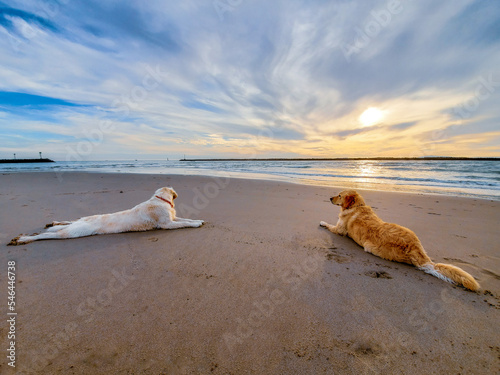 Golden Retriever dogs lying on beach watching the sunset over the ocean with clouds. 