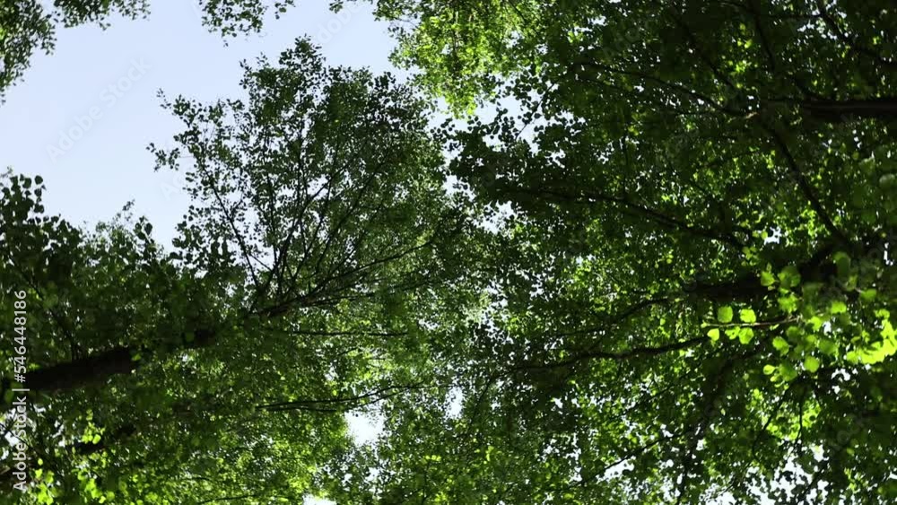 trees with green foliage in a mixed forest, summer season in a forest with trees and windy weather trees with green foliage in a mixed forest, summer season in a forest with trees and windy weather