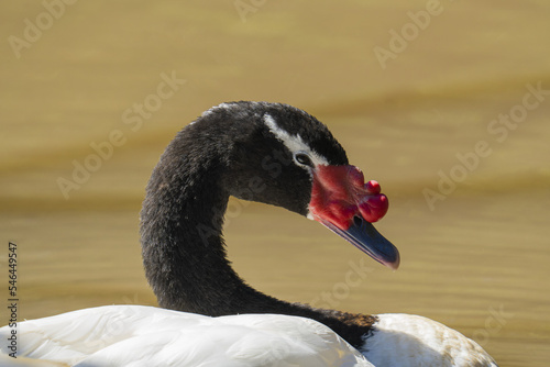 Fototapeta Naklejka Na Ścianę i Meble -  cisne blanco y negro con cresta roja en una laguna