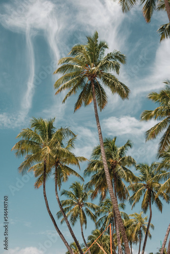 Coqueiros com céu azul