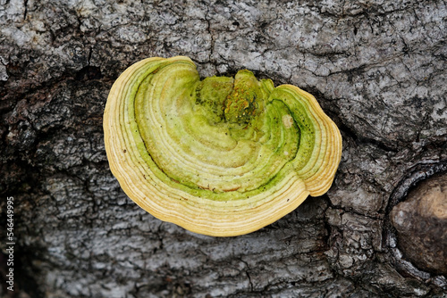 selective focus of fungus growing on the surface of tree trunks
