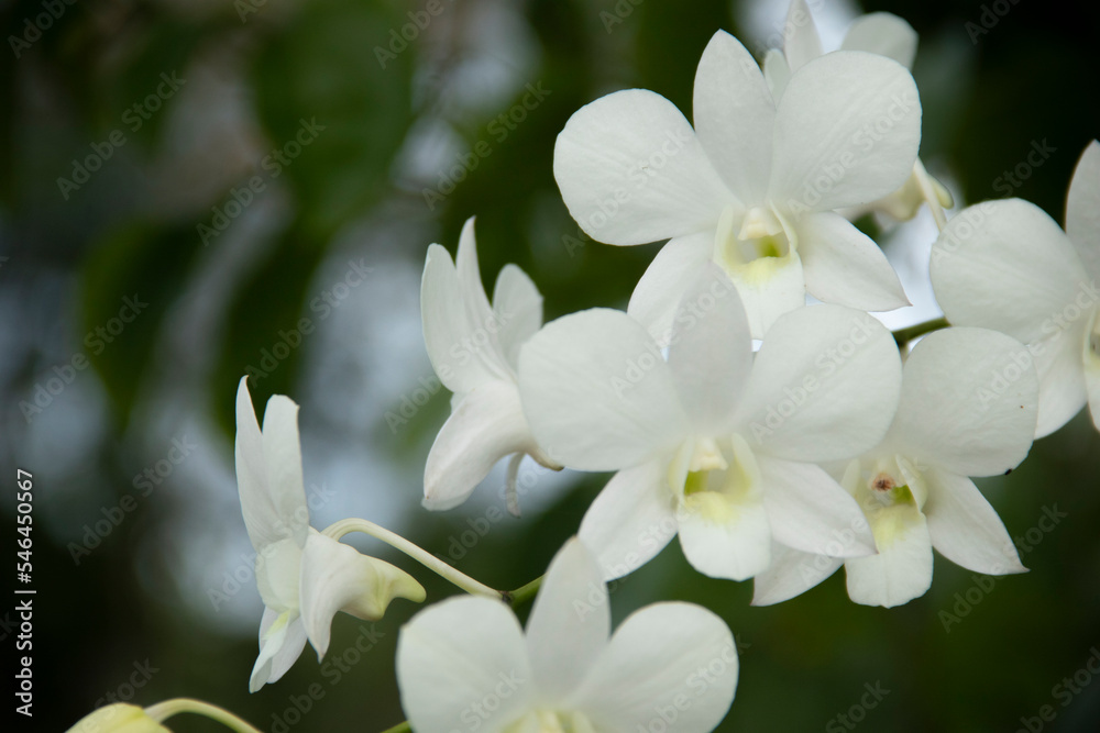 Fototapeta premium Close up of white orchid flower on blurred background