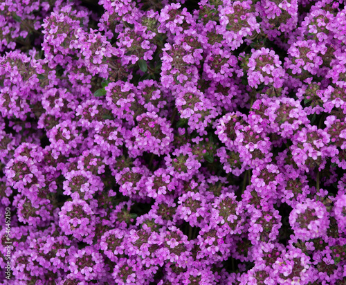 Subulate phlox. Blossom phlox, background the small pink flowers.