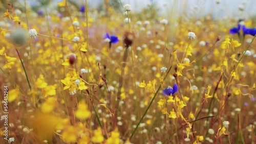 Field of colorful flowers that are beautiful in sunshine day, select focus.