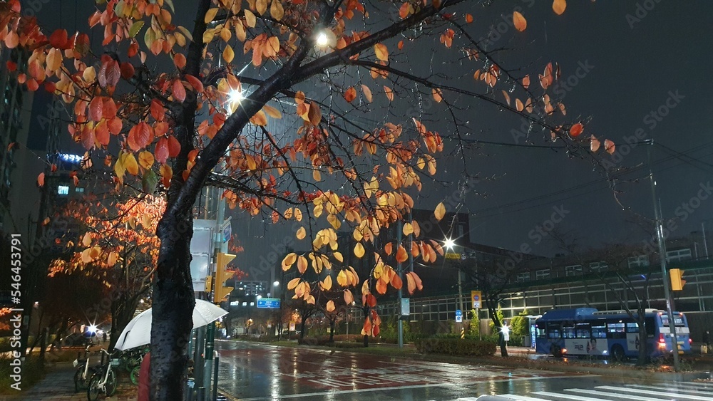 가을비 내리는 풍경 素材庫相片 | Adobe Stock