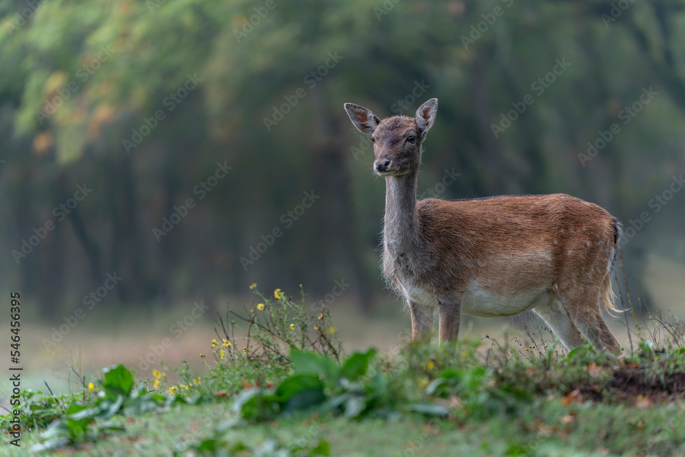 Fallow deer (Dama dama) in a dark forest. Amsterdamse Waterleidingduinen in the Netherlands. National Animal of Antigua and Barbuda.
Forest background.                                    