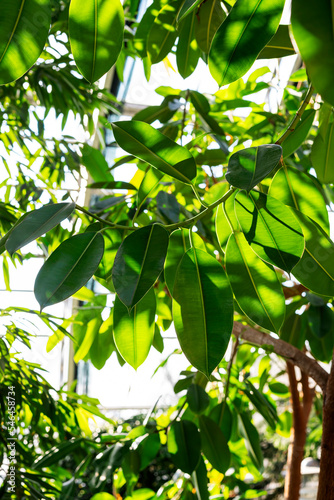 Green Leaves of ficus rubber-bearing in a tropical winter garden. Ficus elasticus is a plant from the genus Ficus, family Mulberry, from India and Indonesia. photo