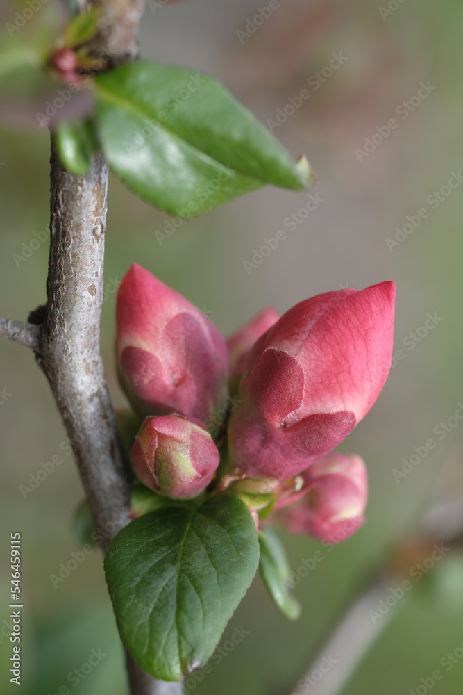 Buds of pink apple blossom on branches. Buds of pink apple blossom on branches.