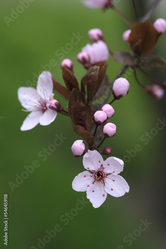 Pink flowers bloomed on the cherry branches.