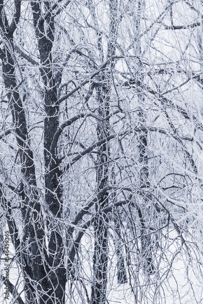 Background of tree branches covered with frost. Landscape of nature with white snow. Winter holiday concept