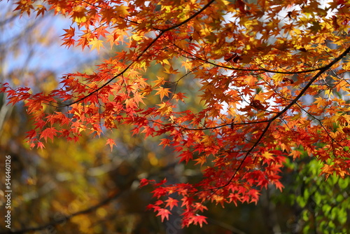 紅葉