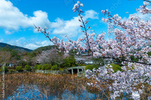 嵯峨野の桜