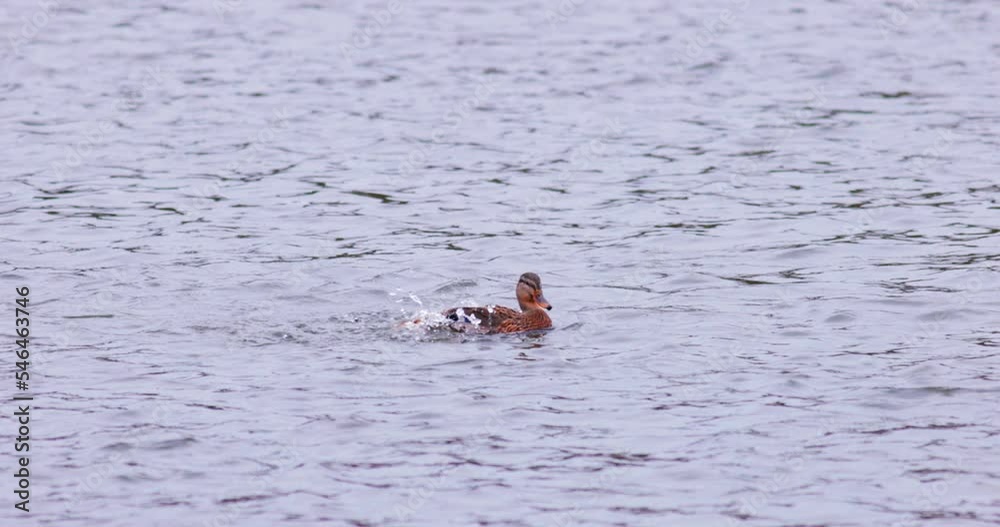 Slow motion of mallard duck swimming in the water Slow motion of mallard duck swimming in the water