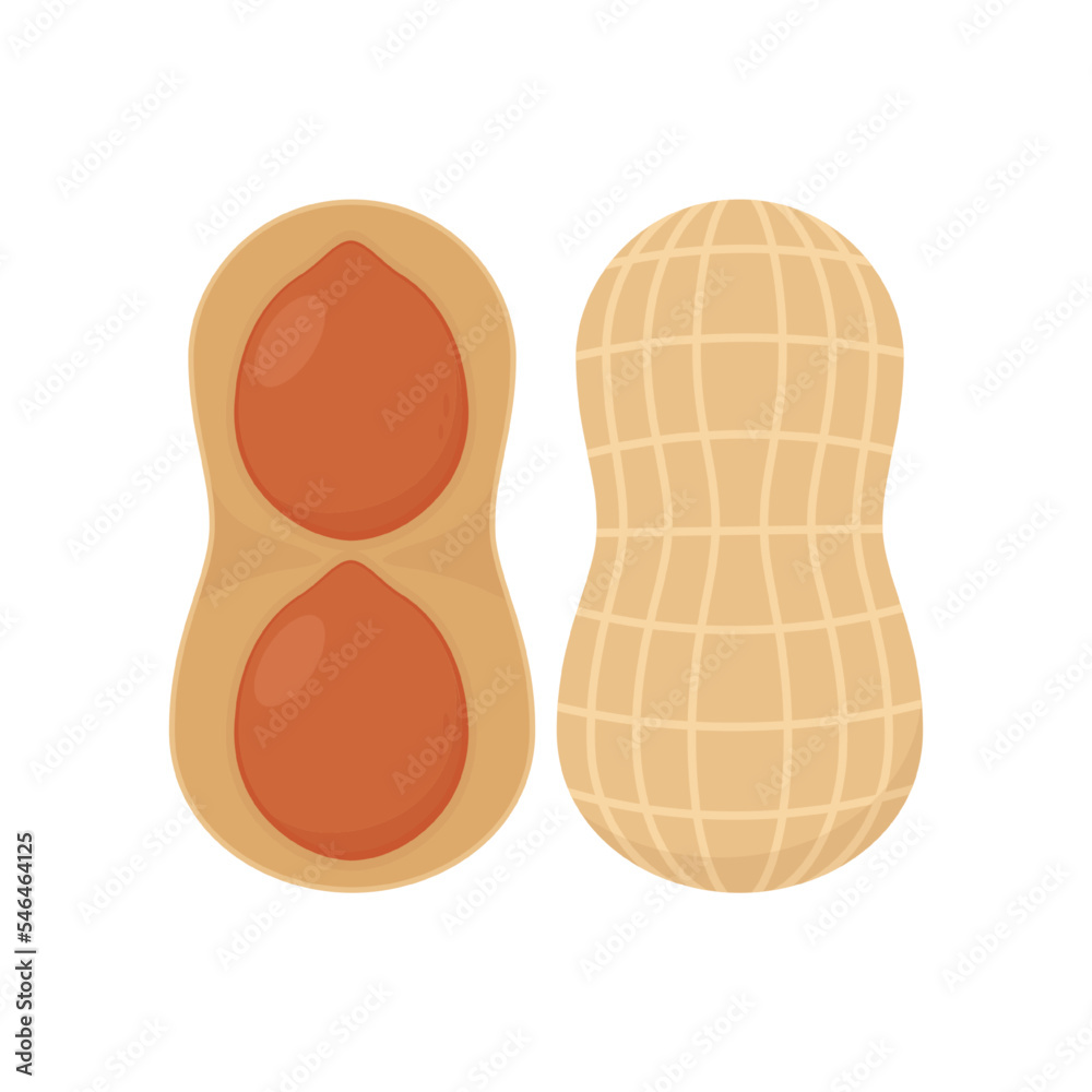 Peanut vector. Peanut on white background. Peanut vector. Peanut on white background.