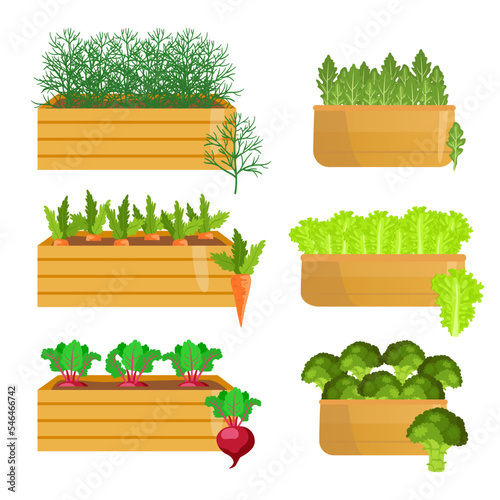 Vegetables growing in wooden crates cartoon illustrations set. Collection of planters with greens, carrots, lettuce, beetroot, broccoli isolated on white background. Gardening, nature, growth concept