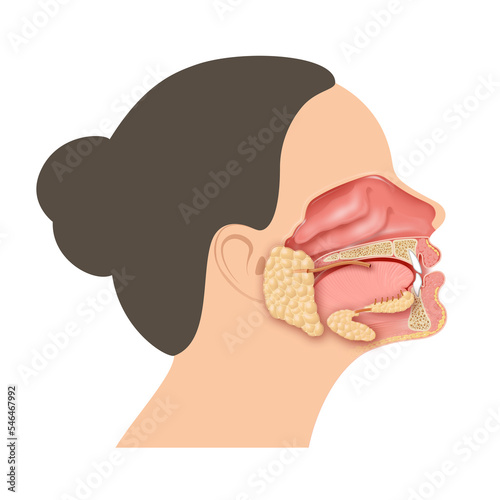 The salivary glands in the mouth photo