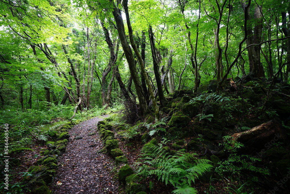 fine fresh green forest with old trees and mossy rocks
fine fresh green forest with old trees and mossy rocks