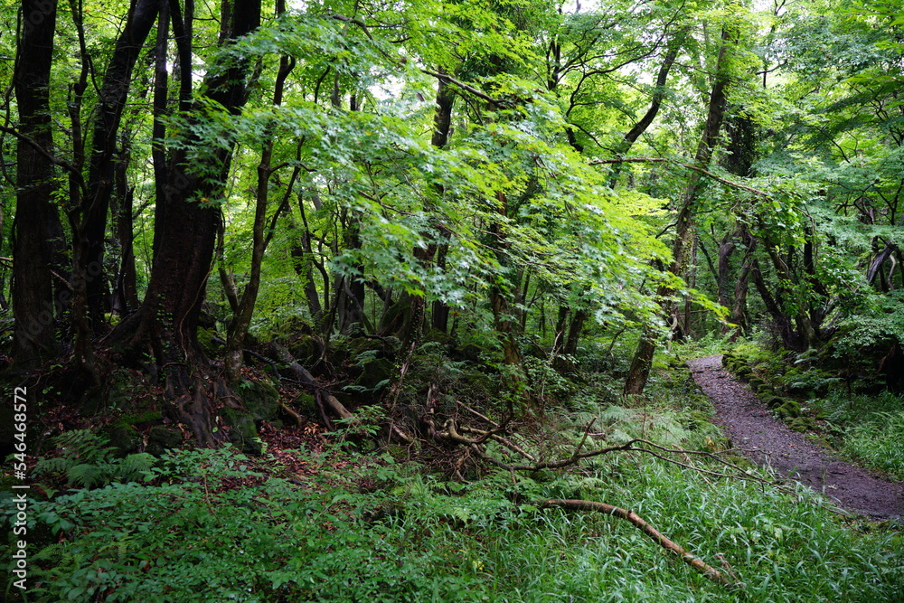 fine fresh green forest with old trees and mossy rocks
fine fresh green forest with old trees and mossy rocks