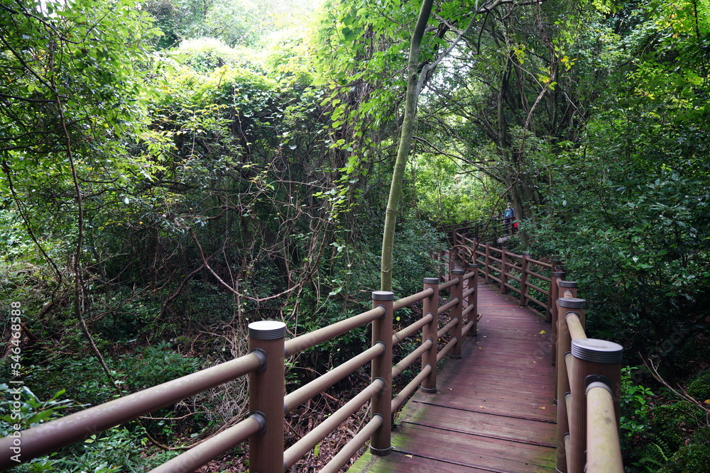 way to deep forest way to deep forest