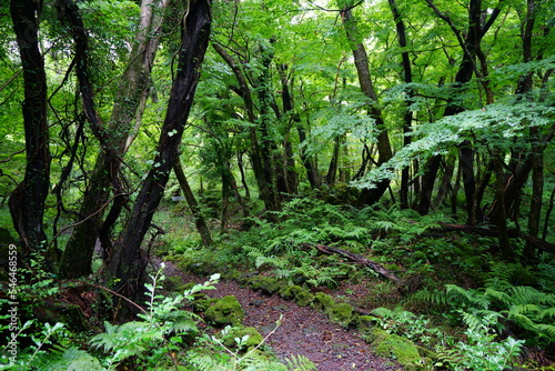 fine fresh green forest with old trees and mossy rocks 