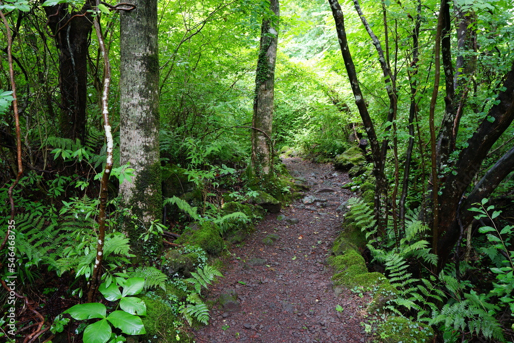 summer path through mossy rocks and trees summer path through mossy rocks and trees