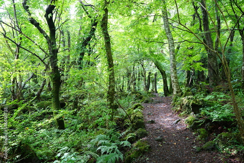 summer path through mossy rocks and trees