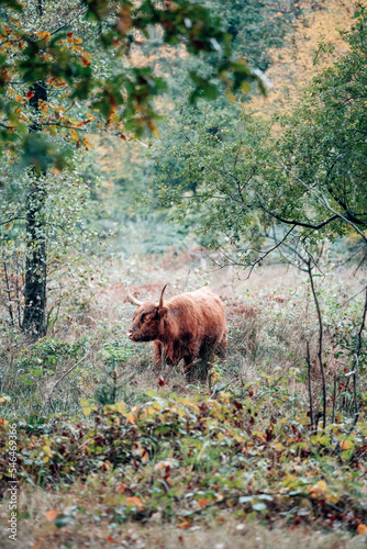 Scottish highland cattle in a meadow