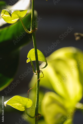 a green foliage leave background