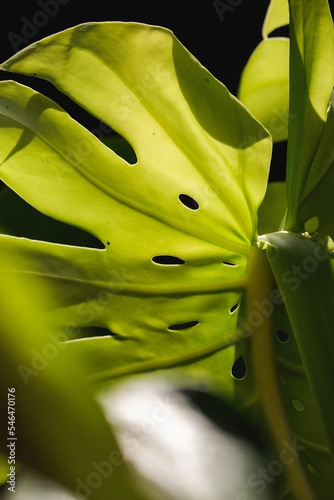 a green foliage leave background