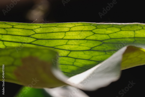 a green foliage leave background
