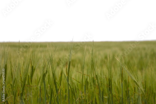 green wheat on the wind and white sky