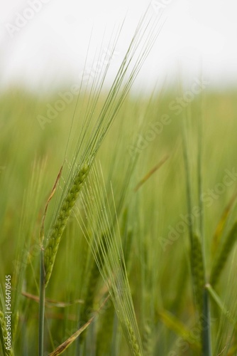 green wheats