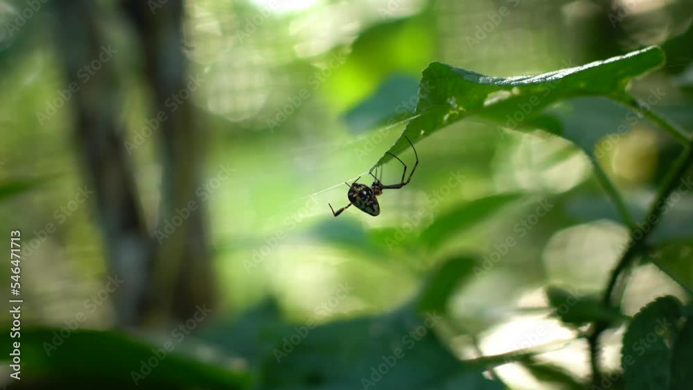 Araneidae. close-up video A spider perched on a tree branch waiting for prey. macro video. Araneidae. close-up video A spider perched on a tree branch waiting for prey. macro video.
