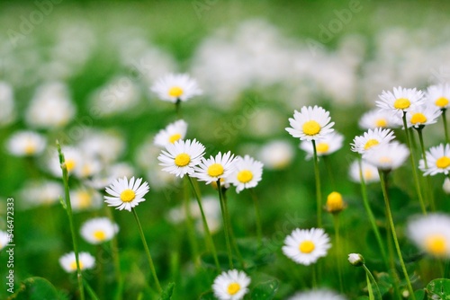 Daisy, a small white round flower with a round yellow center